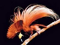 pic for Bird of paradise